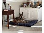 German Shepherd Dog Mix DOG FOR ADOPTION RGADN-1176557 - Gregg - German Shepherd