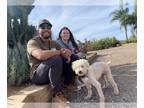 Poodle (Miniature) DOG FOR ADOPTION RGADN-1177865 - Yogi - Poodle (Miniature)