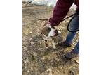 Adopt Footsie a Brindle - with White American Staffordshire Terrier / Mixed dog