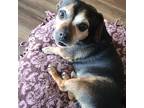 Adopt Hopper a Brown/Chocolate - with Tan Dachshund / Pug / Mixed dog in Covina