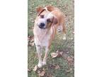 Adopt Brandie a Red/Golden/Orange/Chestnut - with White Australian Cattle Dog /