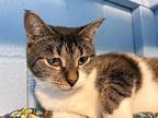 Adopt Lulu a All Black Domestic Shorthair (short coat) cat in Huntington