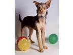 Adopt Cosmo a Brown/Chocolate - with Tan Miniature Pinscher / Mixed dog in