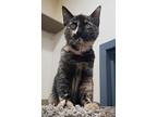 Leila, Domestic Shorthair For Adoption In Versailles, Kentucky