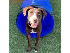 Talita, Labrador Retriever For Adoption In Cave Creek, Arizona