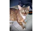 Birdie, Domestic Shorthair For Adoption In Belton, Texas