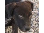 Boe, American Pit Bull Terrier For Adoption In Pahrump, Nevada