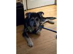 Braveheart $475, Schnauzer (standard) For Adoption In West Milwaukee, Wisconsin