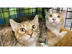 Pansy, Domestic Shorthair For Adoption In Panama City Beach, Florida