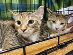 Pip, Domestic Shorthair For Adoption In Panama City Beach, Florida