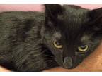 Midnight, Domestic Shorthair For Adoption In Lincolnton, North Carolina