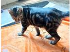 Shock, American Shorthair For Adoption In Jemison, Alabama