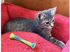 Kitten Super Sonic, Domestic Mediumhair For Adoption In Sussex, New Jersey