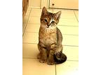Kitten Sum, Sum, Summer, Domestic Mediumhair For Adoption In Sussex, New Jersey