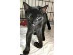 Twilight (special Needs), Domestic Shorthair For Adoption In Chattanooga