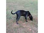 Desi, Staffordshire Bull Terrier For Adoption In Gillsville, Georgia