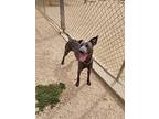 Dash, Labrador Retriever For Adoption In Maquoketa, Iowa