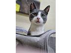 Noodles (24-213 C), Domestic Shorthair For Adoption In Saint Johns, Michigan