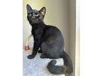 Mt. Hope (24-196 C), Domestic Shorthair For Adoption In Saint Johns, Michigan