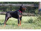 Luxardo, Doberman Pinscher For Adoption In Greensboro, North Carolina