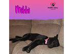 Mikki (courtesy Post), Labrador Retriever For Adoption In Council Bluffs, Iowa