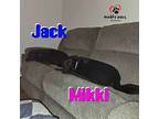 Jack (courtesy Post), Labrador Retriever For Adoption In Council Bluffs, Iowa