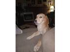 Death Row Dogs - Save A Life, Labrador Retriever For Adoption In Earlsboro