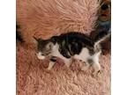 Venti (coffee House Kits), Domestic Shorthair For Adoption In Lewis Center, Ohio