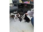 Linus (mary’s Pound Pups), Terrier (unknown Type, Small) For Adoption In Lewis