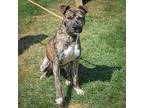 Merlin, American Staffordshire Terrier For Adoption In Huntley, Illinois