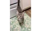 Frank Ks, Domestic Shorthair For Adoption In Lyman, South Carolina