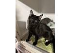 Daphne (bonded Pair), Domestic Shorthair For Adoption In Bolton, Connecticut