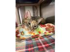 Fannie, Domestic Shorthair For Adoption In Ashtabula, Ohio