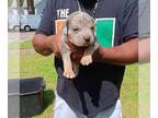 American Bully PUPPY FOR SALE ADN-824874 - AMERICAN BULLIES 2 FEMALES TRI COLOR