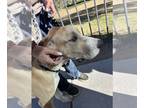 Great Dane PUPPY FOR SALE ADN-824871 - Great Dane puppies