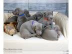 Weimaraner PUPPY FOR SALE ADN-824868 - Weimaraner AKC puppies champion lines