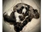Schnauzer (Miniature) PUPPY FOR SALE ADN-824783 - Gabbies Litter
