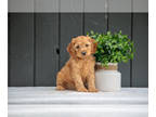 Cockapoo PUPPY FOR SALE ADN-824875 - Adorable Cockapoo Puppies