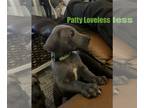 Great Dane PUPPY FOR SALE ADN-824744 - CKC Great Dane Puppies