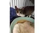 Adopt Stacy a Gray or Blue (Mostly) Domestic Shorthair / Mixed cat in Bossier