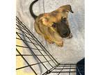 3 Babees, Labrador Retriever For Adoption In San Antonio, Texas