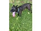Maxine, American Staffordshire Terrier For Adoption In Jackson, Tennessee