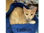 Lebron, Domestic Shorthair For Adoption In Bethany, Oklahoma