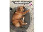 Maggie, Golden Retriever For Adoption In Quinlan, Texas