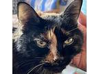Petra, Domestic Mediumhair For Adoption In Santa Fe, New Mexico