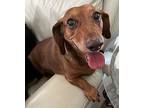 Jax - Las Vegas, Dachshund For Adoption In Los Angeles, California