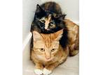 Riesling, Domestic Shorthair For Adoption In Las Vegas, Nevada