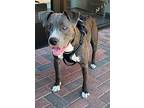 Sasha-sky, American Staffordshire Terrier For Adoption In Las Vegas, Nevada