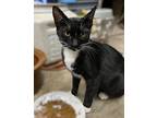 Tess, Domestic Shorthair For Adoption In Redding, California