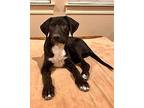 Tucker, Labrador Retriever For Adoption In Saugus, Massachusetts